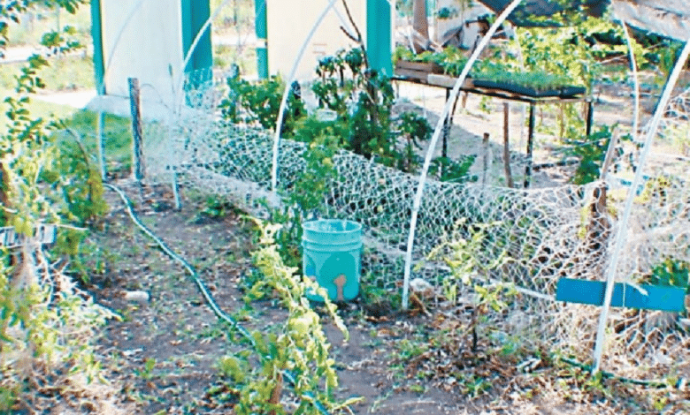 Recuperan plantas medicinales en el Jardín Etnobotánico “Tsaak Xiu” de Champotón